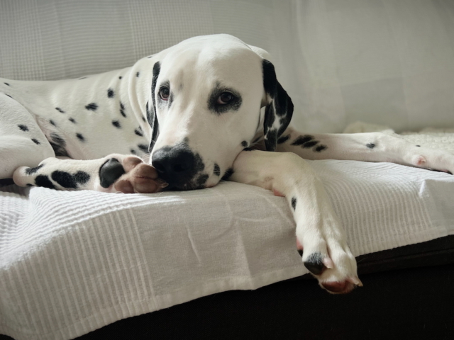 Dalmatiner auf Sofa