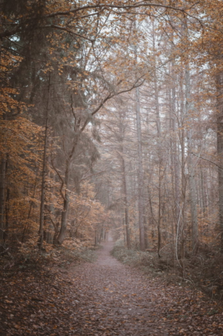 Märchenwald Rügen Nebel