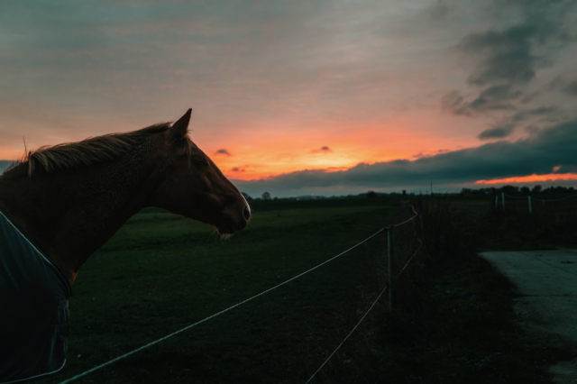 Sonnenuntergang Pferd
