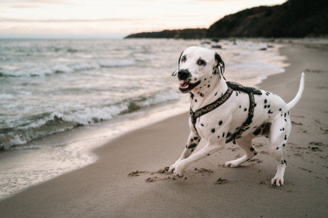 Dalmatiner am Strand