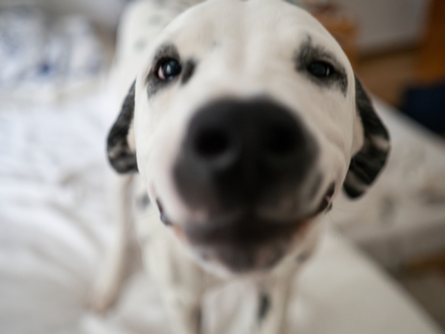 Lumi guckt so niedlich