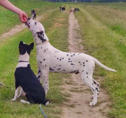 Lumi Dalmatinerwelpe mit Basenjis