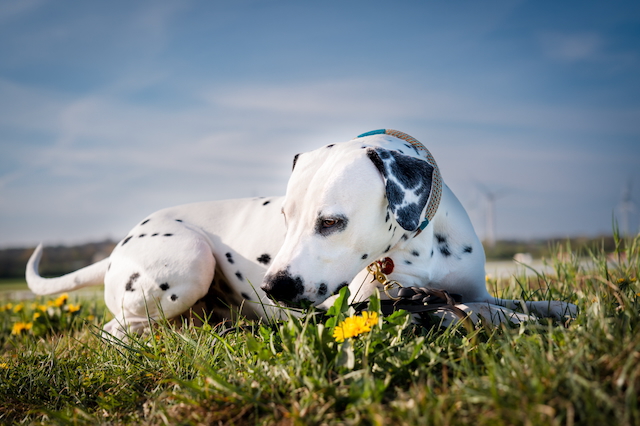 Lumi und Löwenzahn