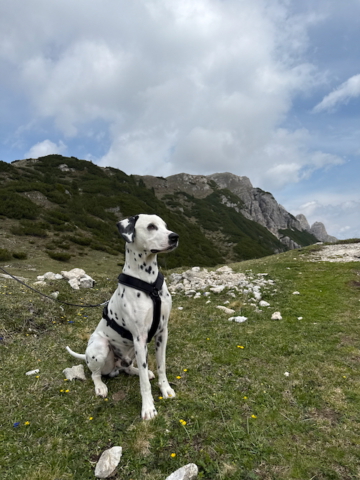 Wanderung zum Strudelkopf Dalmatiner