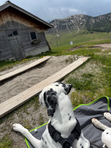 Almhütte Plätzwiesen Dalmatiner