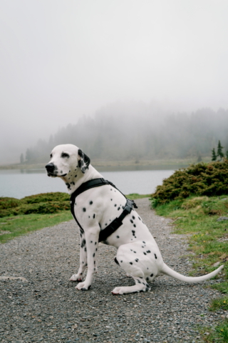 Lumi Obersee Staller Sattel Nebel