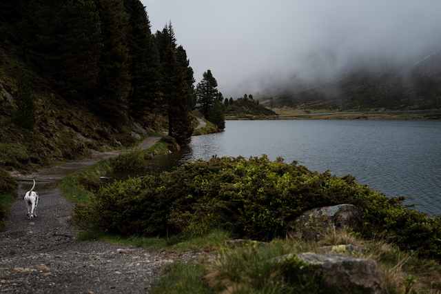 Obersee mit Dalmatiner
