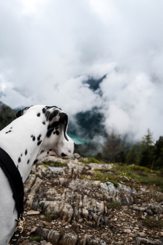 Blick auf Antholzer See Nebel Dalmatiner