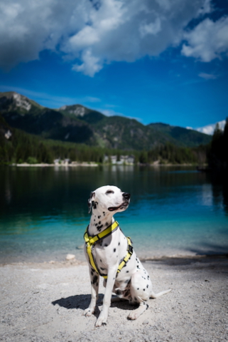 Rabbits Revenge von Abasko Pragser Wildsee