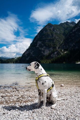Pragser Wildsee Dalmatiner