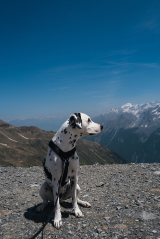 Dalmatiner an der Tibethütte Stelvio