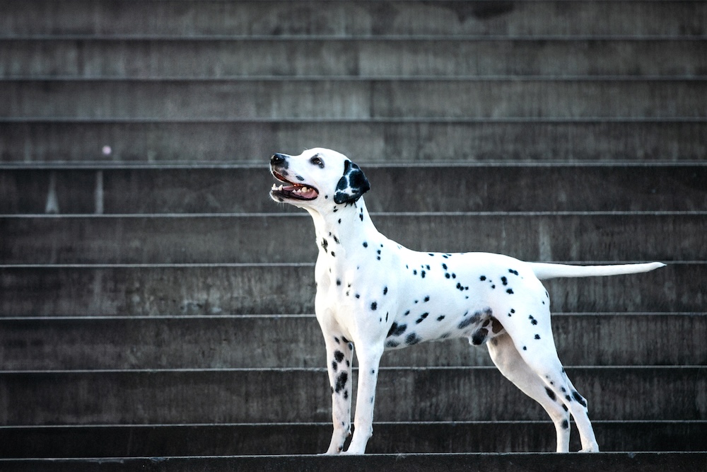 Lumi treppen hp