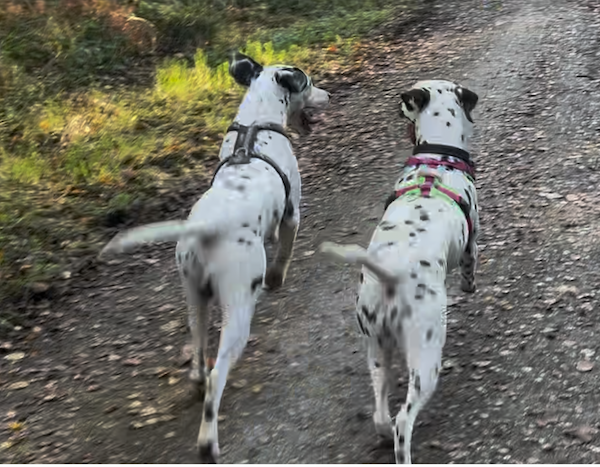 Bildschirmfoto 2025 09 15 um 23.04.07