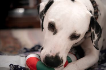 Lumi lieblingsmoment klein