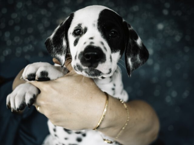 Callaina Alleluia Portrait Callaina Alleluia Portrait 7 Wochen LUA Monokel Dalmatiner Düren