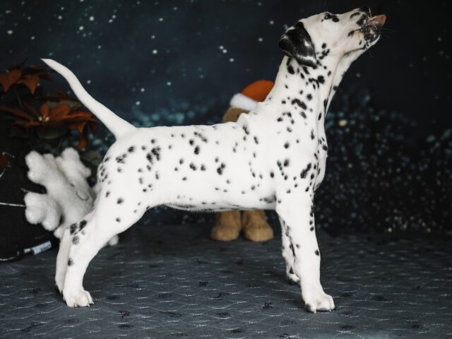 Callaina Alleluia LUA Callaina Alleluia LUA Frau Schwarz Dalmatiner Düren