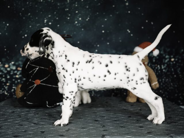 Callaina Alleluia LUA 7 Wochen Stand Callaina Alleluia LUA 7 Wochen Welpe Dalmatiner Düren