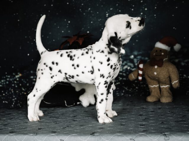 Callaina Amabilis rechte Seite LUA Callaina Amabilis rechte Seite LUA Dalmatiner Welpe Düren