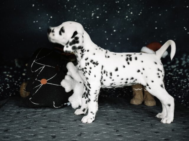 Callaina Amabilis LUA Callaina Amabilis linke Seite LUA Dalmatiner Welpe Düren