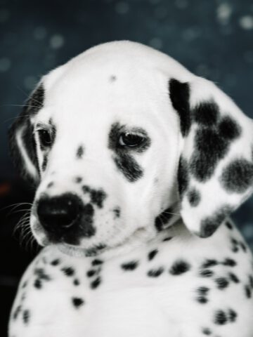 Callaina Amabilis Portrait Callaina Amabilis Portrait