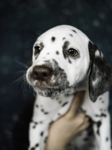 Callaina Aurelia Portrait Callaina Aurelia LUA Dalmatinerwelpe Düren