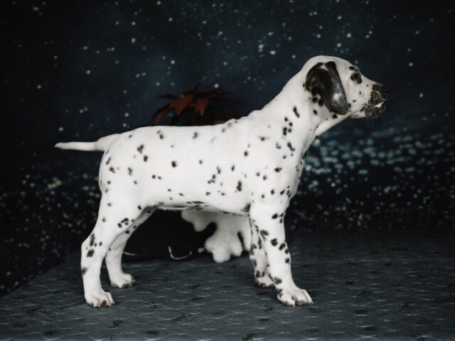 Callaina Aurelia LUA 7 Wochen Callaina Aurelia LUA Dalmatinerwelpe Düren