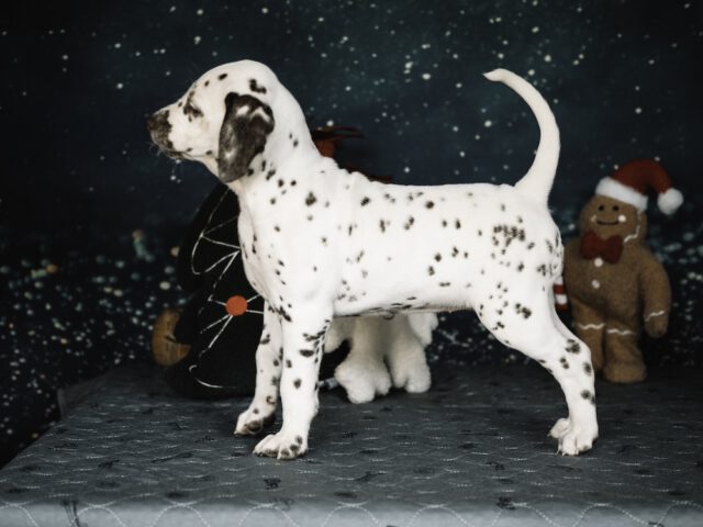 Callaina Aurelia LUA li Callaina Aurelia LUA Dalmatinerwelpe Düren