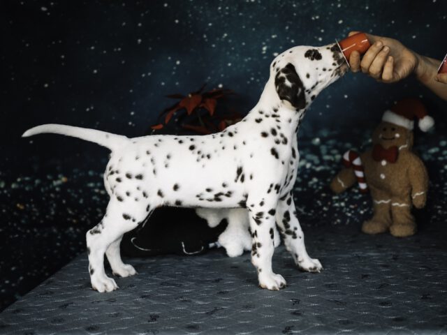 Callaina Agrippina Callaina Agrippina