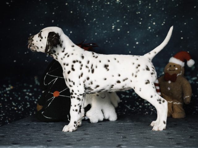 Callaina Agrippina Frau Neon Callaina Agrippina Standbild Dalmatinerwelpen Düren