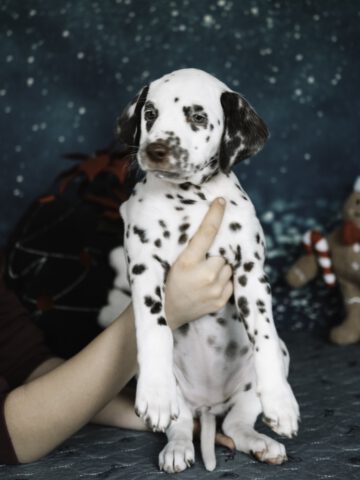 Callaina Agrippina Portrait 2 Callaina Agrippina Portrait Dalmatinerwelpen Düren