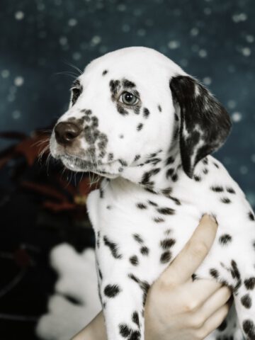 Callaina Agrippina Portrait Callaina Agrippina Portrait 7 wochen Dalmatinerwelpe Düren