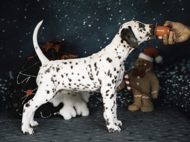 Callaina Aurora LUA 7 Wo Callaina Aurora LUA Welpe Dalmatiner Düren