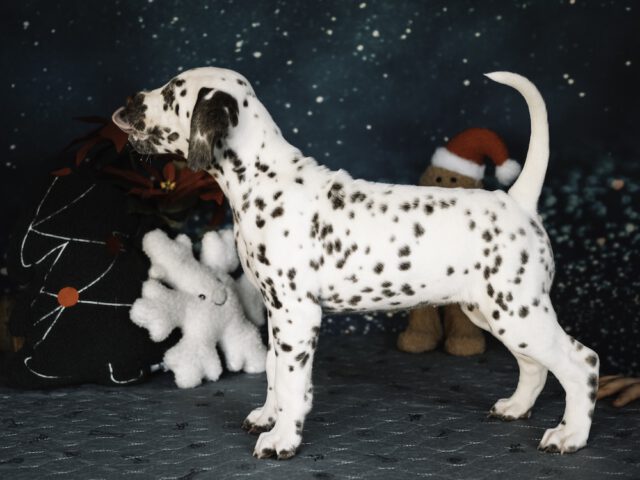 Callaina Aurora LUA 7 Wo Stand Callaina Aurora LUA 7 Wo Dalmatiner Welpe Düren