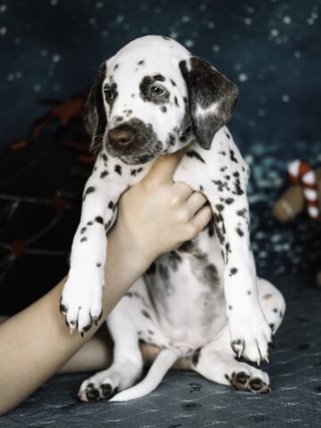 Callaina Aurora LUA 7 Wo Portrait Callaina Aurora LUA 7 Wo Dalmatierwelpe Düren