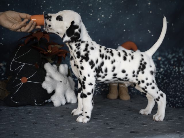 Callaina Ambiorix 7 Wo Stand Callaina Ambiorix 7 Wo Standbild Dalmatinerwelpe Düren