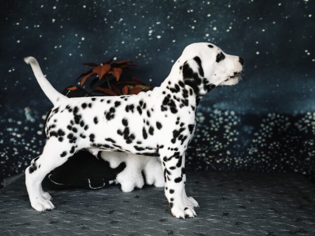 Callaina Ambiorix 7 Wo Callaina Ambiorix 7 Wo