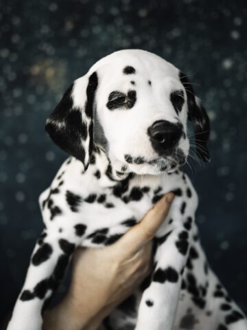 Callaina Ambiorix 7 Wo Portrait Callaina Ambiorix 7 Wo Portrait