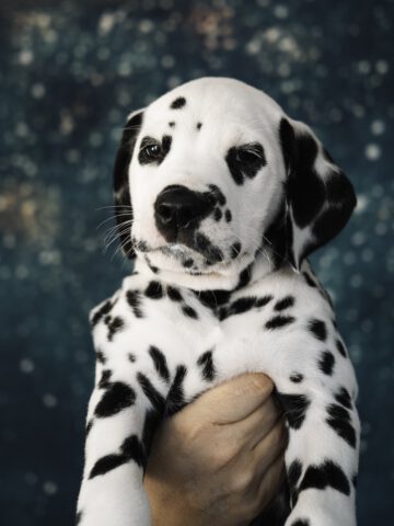 Callaina Ambiorix 7 Wo Portrait 2 Callaina Ambiorix 7 Wo Portrait Dalmatinerwelpe