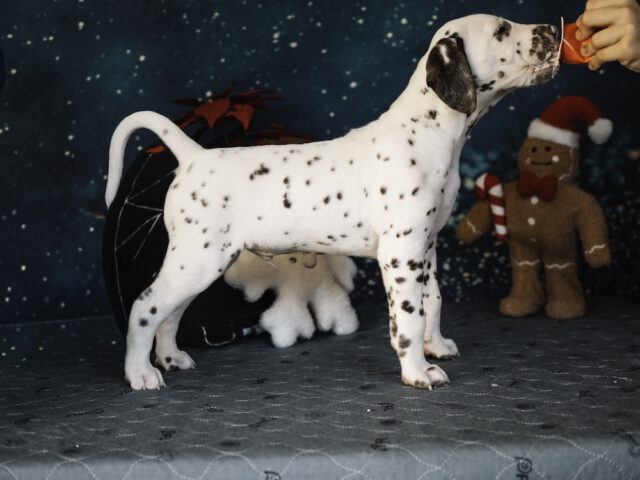 Callaina Ad Astra LUA Callaina Ad Astra LUA Dalmatiner Welpe Düren