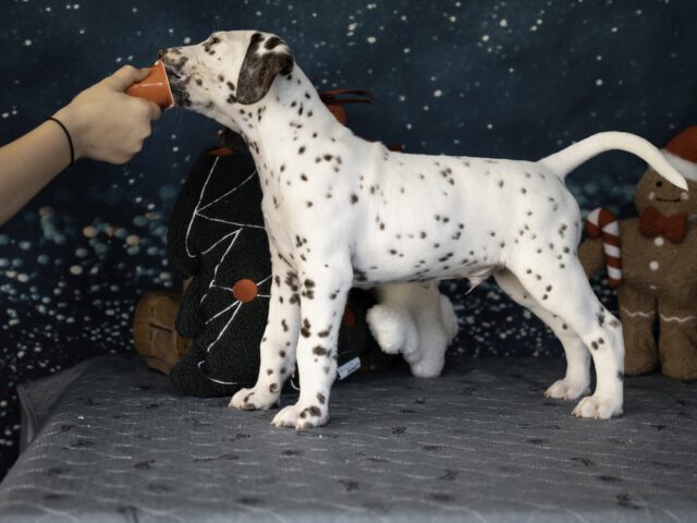 Callaina Ad Astra LUA Stand Callaina Ad Astra LUA Dalmatiner Welpe Düren