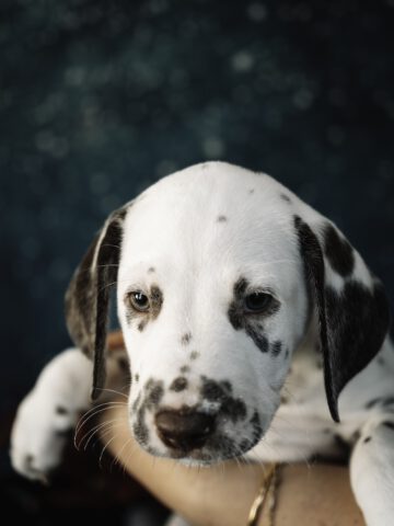 Callaina Ad Astra LUA 7 Wo Callaina Ad Astra LUA Dalmatiner Welpe Düren