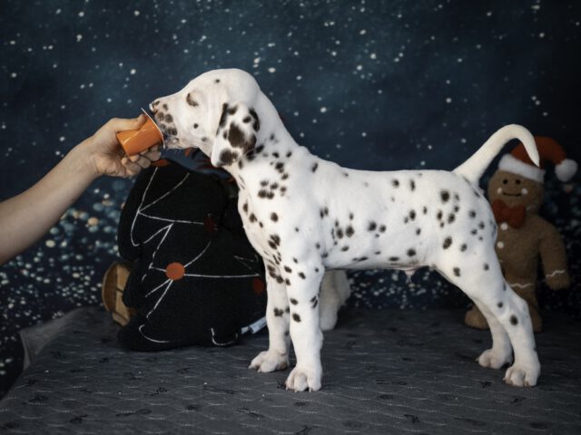 Callaina Aconiton 7 Wo Callaina Ad Astra LUA Dalmatiner Welpe Düren