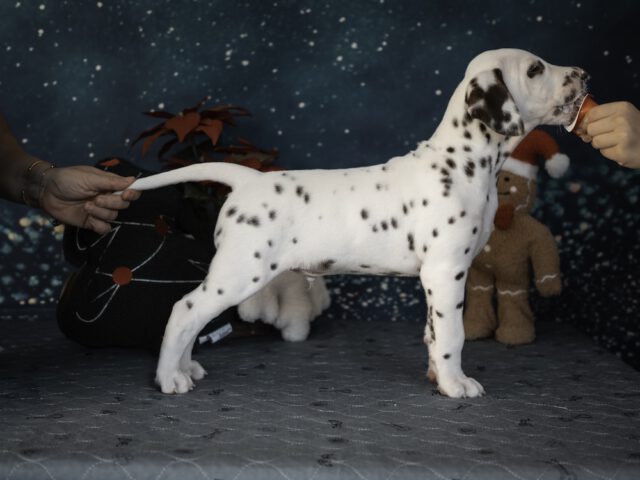 Callaina Ad Astra LUA 7 Wo Stand Callaina Ad Astra LUA Dalmatiner Welpe Düren