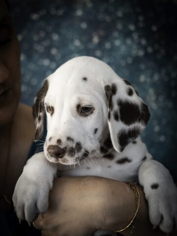 Callaina Aconiton Callaina Aconiton Dalmatinerwelpe Düren