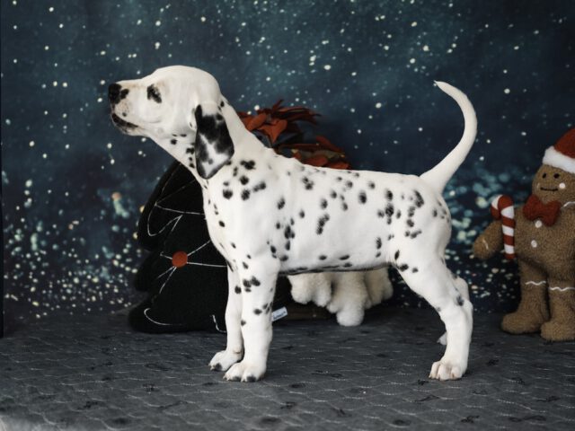 Callaina Aeternitas LUA linke Seite 7 Wochen Callaina Aeternitas LUA Dalmatiner Düren Welpe