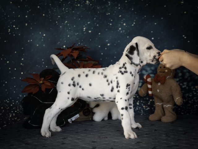 Callaina Aeternitas 7 Wochen LUA Callaina Aeternitas 7 Wochen LUA Welpe Düren