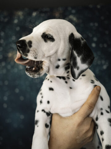 Callaina Aeternitas 7 Wochen Callaina Aeternitas Portrait Welpe 7 Wochen