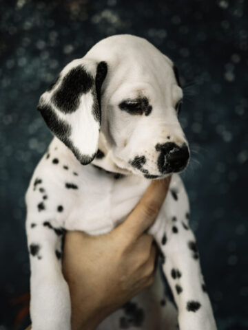 Callaina Aeternitas Portrait 2 Callaina Aeternitas Portrait 2